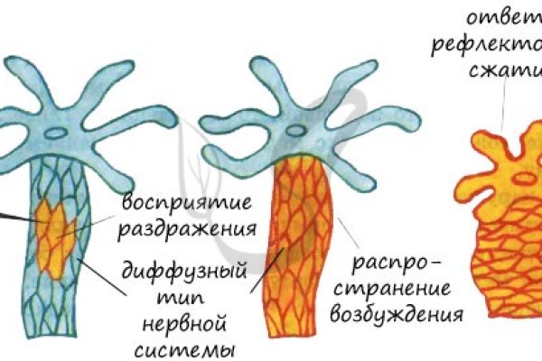 Ссылка на кракена для тора