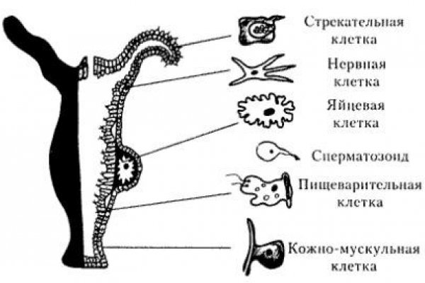 Кракен тор ссылка магазин