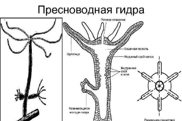 Ссылка на kraken торговая площадка